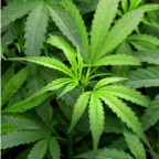 image - Cannabis Leaf 0