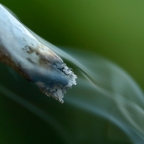 image - Cannabis Smoke Square